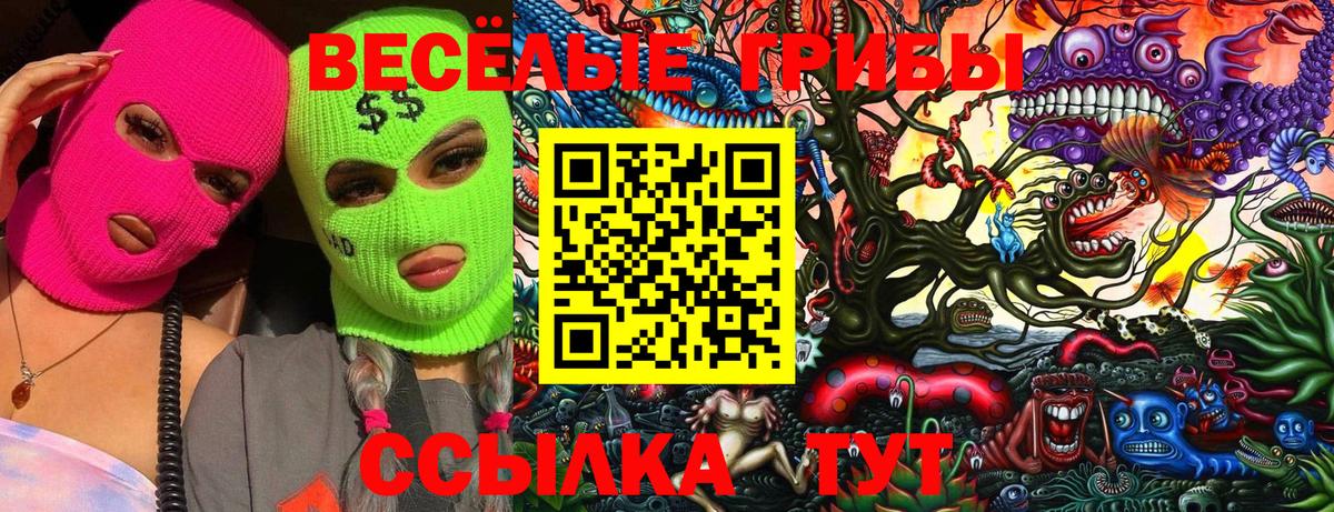 Галлюциногенные грибы Psilocybe Карачаевск