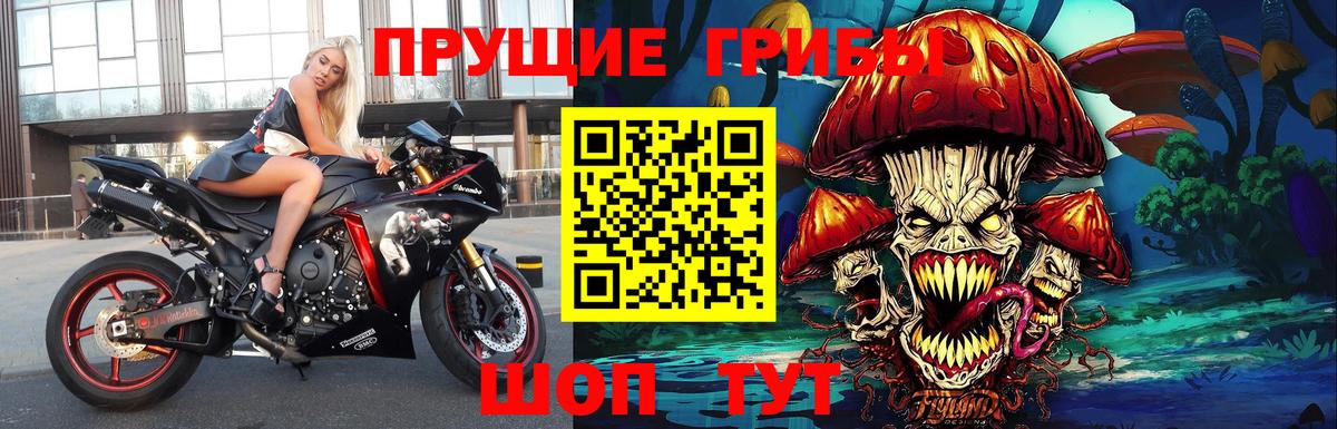 Псилоцибиновые грибы GOLDEN TEACHER  Галлюциногенные грибы GOLDEN TEACHER  Вход с VPN  Карачаевск 